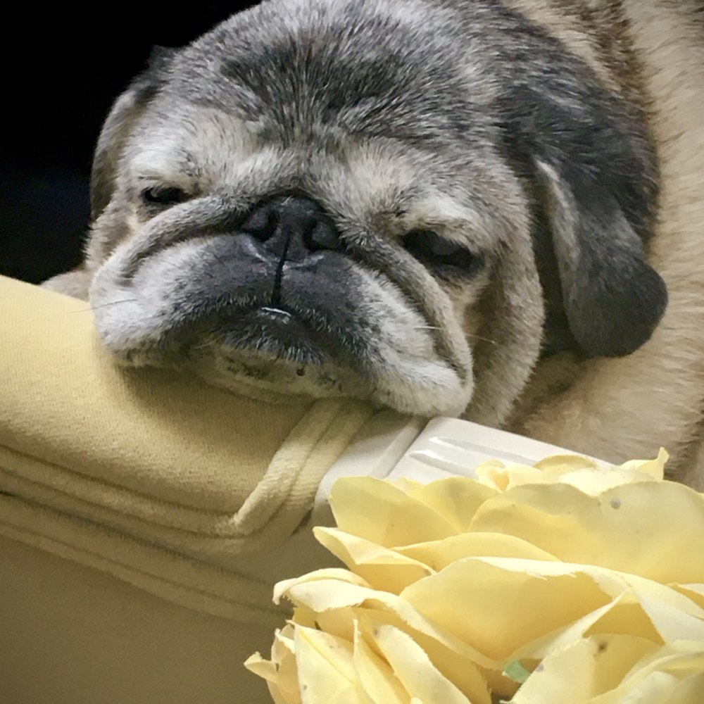 Photograph of Bogart, a senior pug, resting his chin on a couch