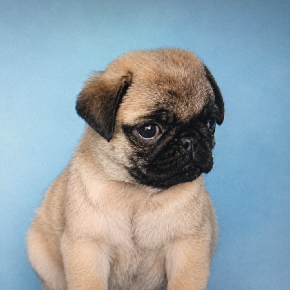Bogart as a pug puppy, the photo Kimberly first fell in love with